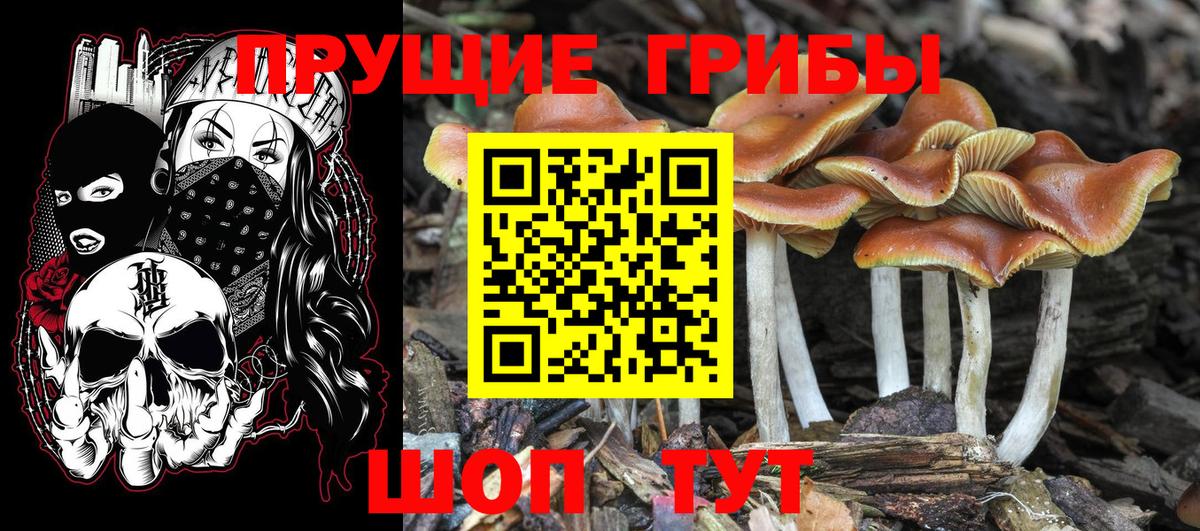 Псилоцибиновые грибы Psilocybine cubensis  Галлюциногенные грибы мухоморы  Строитель  Вход с VPN 
